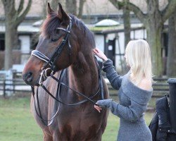 Springpferd Don Wito (Polnisches Warmblut, 2008, von Turkus)