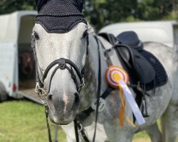 jumper Carli (Oldenburg show jumper, 2012, from Colman)