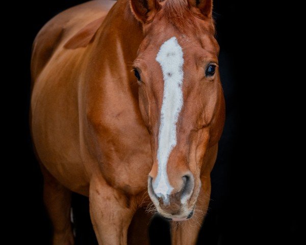 jumper Mona Lisa 59 (Austrian Warmblood, 2007, from Santander H)