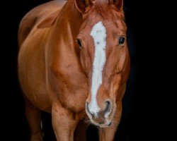 jumper Mona Lisa 59 (Austrian Warmblood, 2007, from Santander H)