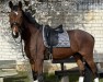 dressage horse BASU's Attila (German Sport Horse, 2013, from Ampère)