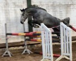 jumper Gretna Grey (Hanoverian, 2021, from Grey Top)