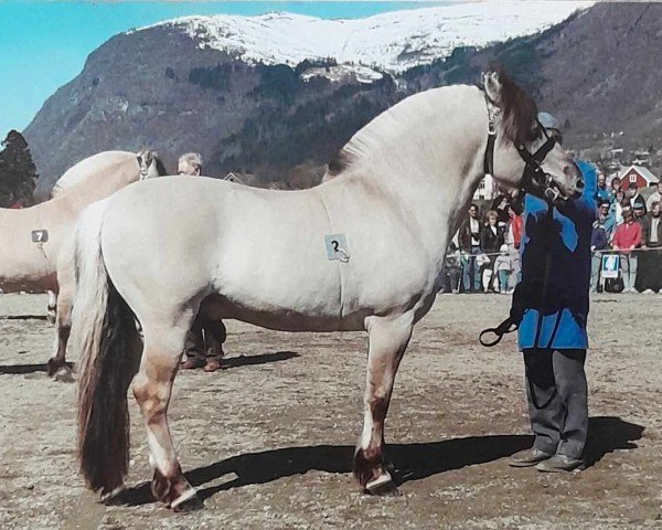 Deckhengst Aser N.2011 (Fjordpferd, 1979, von Askov N.1722)