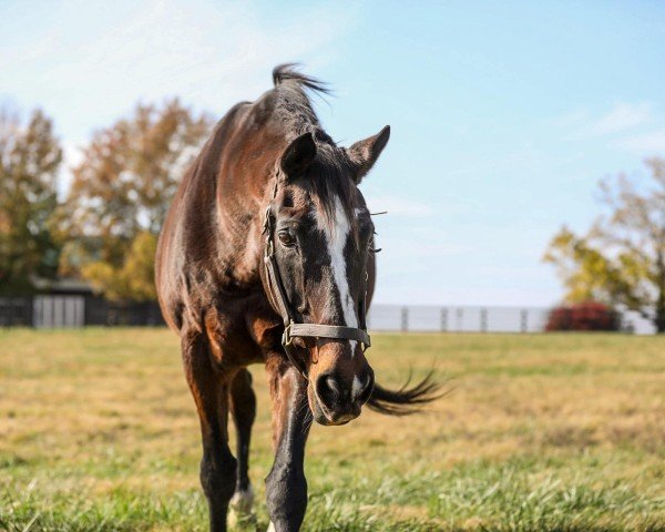 stallion Tiznow xx (Thoroughbred, 1997, from Cee's Tizzy xx)