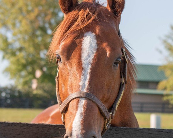 horse Heartland xx (Thoroughbred, 2021, from Justify xx)