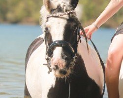 horse Whitney (Tinker / Irish Cob / Gypsy Vanner, 2015)