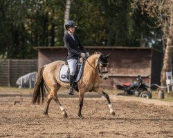 Dressurpferd Champions Princess (Deutsches Reitpony, 2014, von Dornik B)