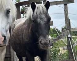 horse Emil (Pony without race description, 2011)