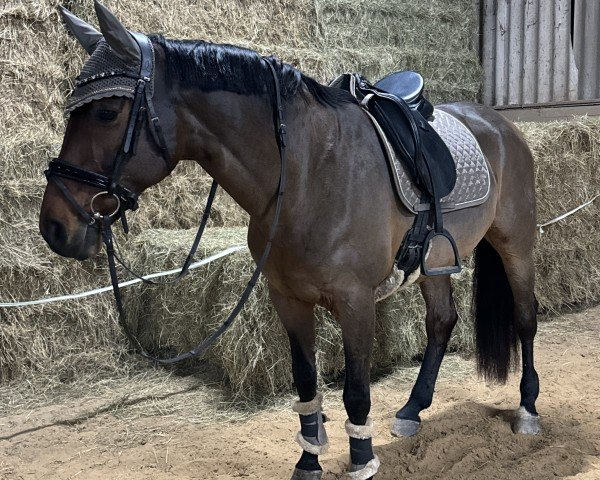 dressage horse Romy 258 (Westphalian, 2008, from Rock Forever NRW)