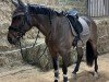 dressage horse Romy 258 (Westphalian, 2008, from Rock Forever NRW)