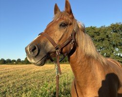 Springpferd Lenny (Freiberger, 2017, von Leon)