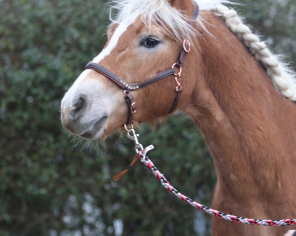 broodmare Nosyhara (Haflinger, 2008, from Auretanius)