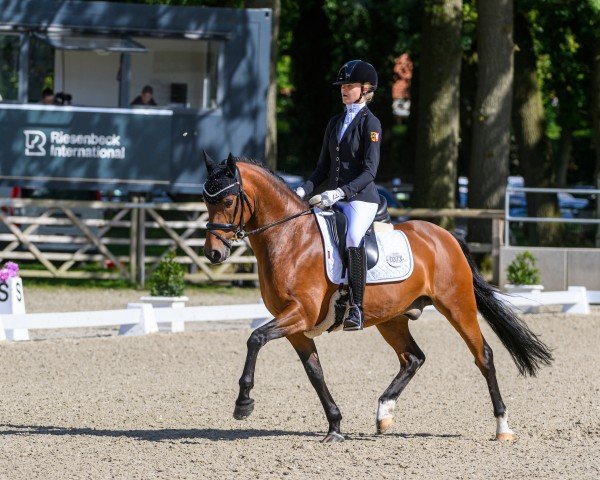 dressage horse Steendieks D'Artagnan (German Riding Pony, 2017, from Steendieks Morgensterns Dalai)