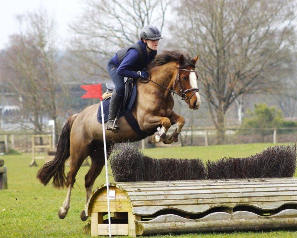 jumper Chelsea on Fire (Welsh-Cob (Sek. C), 2018, from Llanweneth Flashjack)