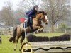 jumper Chelsea on Fire (Welsh-Cob (Sek. C), 2018, from Llanweneth Flashjack)