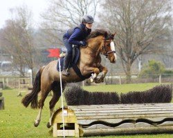 Springpferd Chelsea on Fire (Welsh-Cob (Sek. C), 2018, von Llanweneth Flashjack)