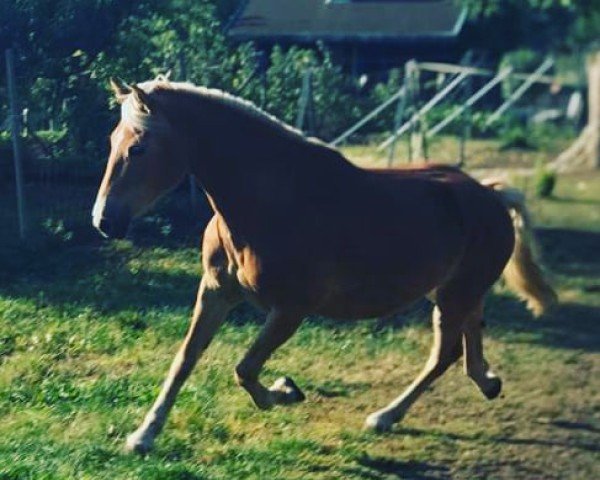 Pferd Perle (Edelbluthaflinger, 2007)