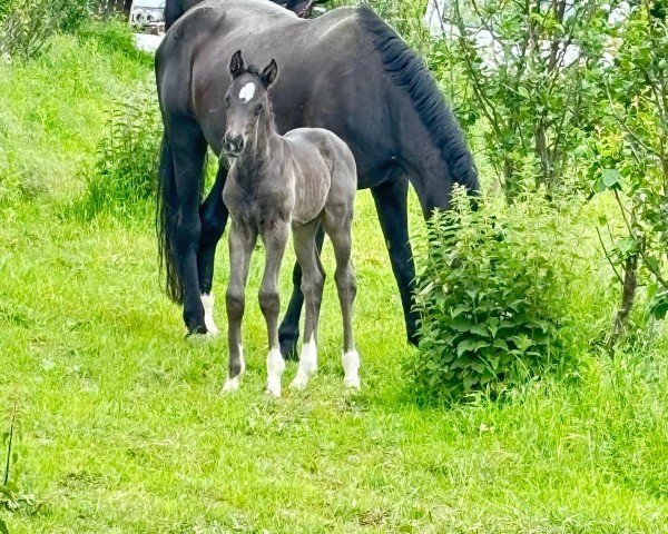 foal by Flash KW (German Sport Horse, 2024, from For Romance I)