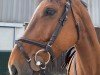 jumper Timberland B (German Sport Horse, 2016, from Toumba)