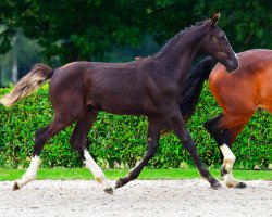 jumper True Love R Z (Zangersheide riding horse, 2021, from Tangelo van de Zuuthoeve)