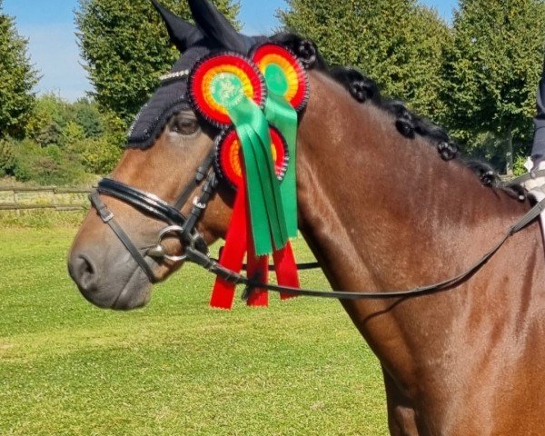 Dressurpferd Chilli Pepper 11 (Deutsches Reitpony, 2010, von Cyriac WE)