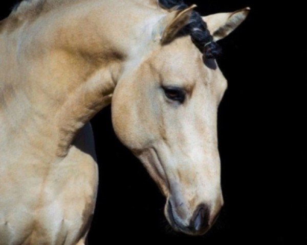 dressage horse Little Leo H (Lusitano, 2015)