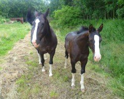 Pferd Ursus (Schweres Warmblut, 2012, von Uranus)