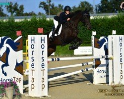 Springpferd Amber (Schweizer Warmblut, 2012, von Acomet)