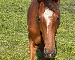 Springpferd Hengst von Action Breaker / Cash and Carry (Holsteiner, 2023, von Action-Breaker)