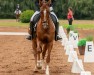 dressage horse Bella Bellisima 3 (Hanoverian, 2015, from Burlington II)