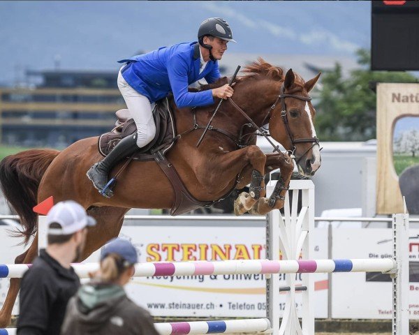 broodmare Ofira Von Hof (Swiss Warmblood, 2011, from Ogano Sitte)