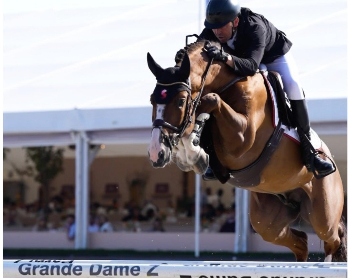 Springpferd Reflex van 't Roosakker (Belgisches Warmblut, 2017, von Kassander van het Roosakker)