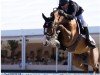 Springpferd Reflex van 't Roosakker (Belgisches Warmblut, 2017, von Kassander van het Roosakker)