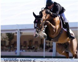 jumper Reflex van 't Roosakker (Belgian Warmblood, 2017, from Kassander van het Roosakker)