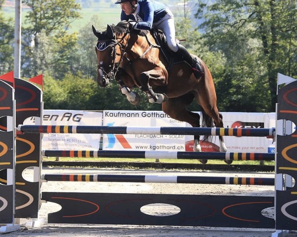 Springpferd Catia Von Hof (Schweizer Warmblut, 2012, von HRH Colombardo)