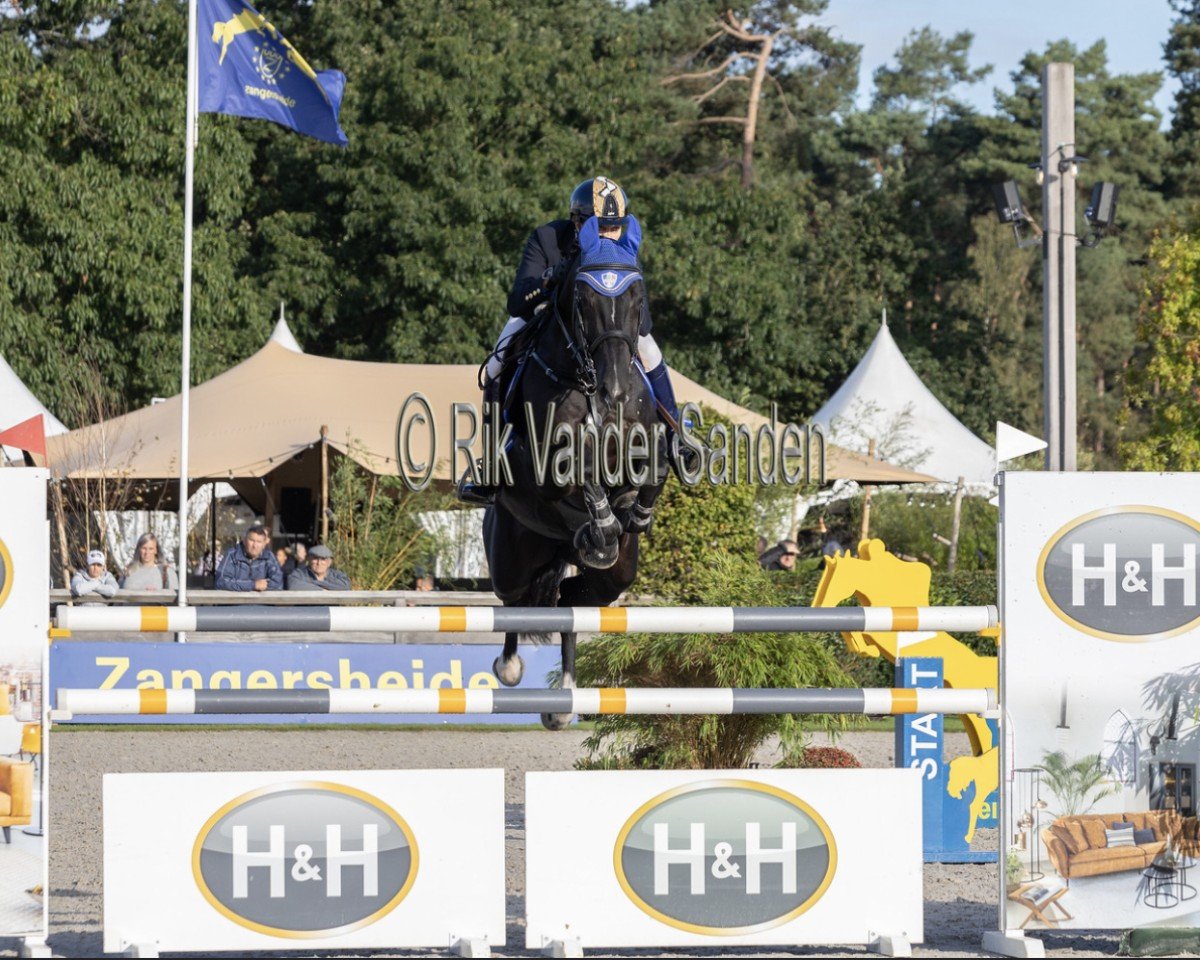 jumper Rockdale Dwerse Hagen (Belgian Warmblood, 2017, from Nixon van 't Meulenhof)
