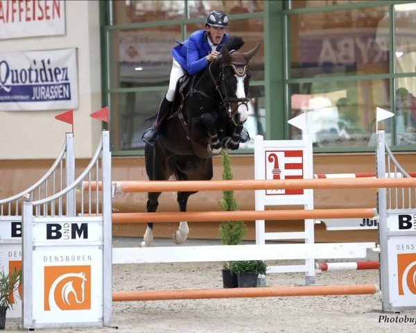 jumper Cordale Von Hof (Swiss Warmblood, 2011, from HRH Colombardo)