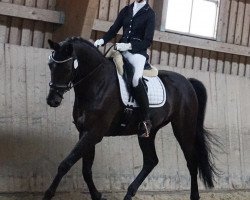 dressage horse FS El Corazon (Rhinelander, 2014, from Enzo Ferrari)