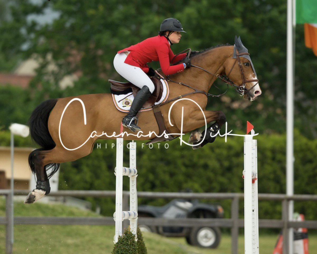 jumper Caelum Ter Wilgen (Belgian Warmblood, 2002, from Quick Star)