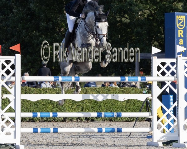 stallion Manoulito (Oldenburg show jumper, 2017, from Manchester van't Paradijs)