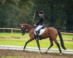 dressage horse Zunami 5 (Oldenburg, 2018, from Zoom)