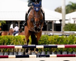 jumper Gouvernante VDL (KWPN (Royal Dutch Sporthorse), 2011, from Bacardi VDL)