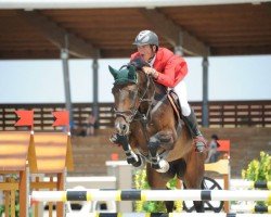 jumper Djafar Else (KWPN (Royal Dutch Sporthorse), 2008, from Colandro)