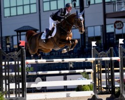 jumper Lightning (KWPN (Royal Dutch Sporthorse), 2016, from Kannan)