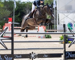 jumper Kasper van het Leliehof (Belgian Warmblood, 2010, from Nonstop)