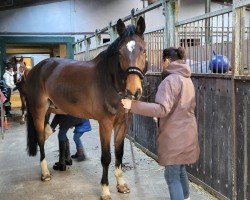 Springpferd Covestro 3 (Holsteiner, 2016, von Colore)