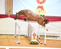 jumper Cocampo (German Sport Horse, 2021, from Camp Nou)