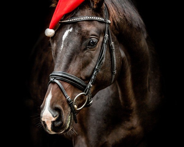 broodmare Queen of Luxembourg (Rhinelander, 2018, from Quaterback)