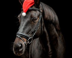 dressage horse Don Dynamic (Hanoverian, 2008, from Don Frederico)