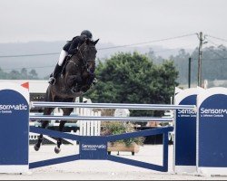 jumper Sherie Star (Selle Français, 2006, from Diamant de Semilly)